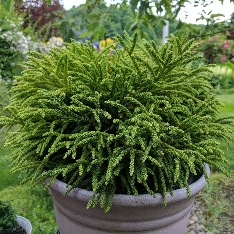 Cryptomeria japonica 'Little Diamond' plant from Rocky Knoll Farm