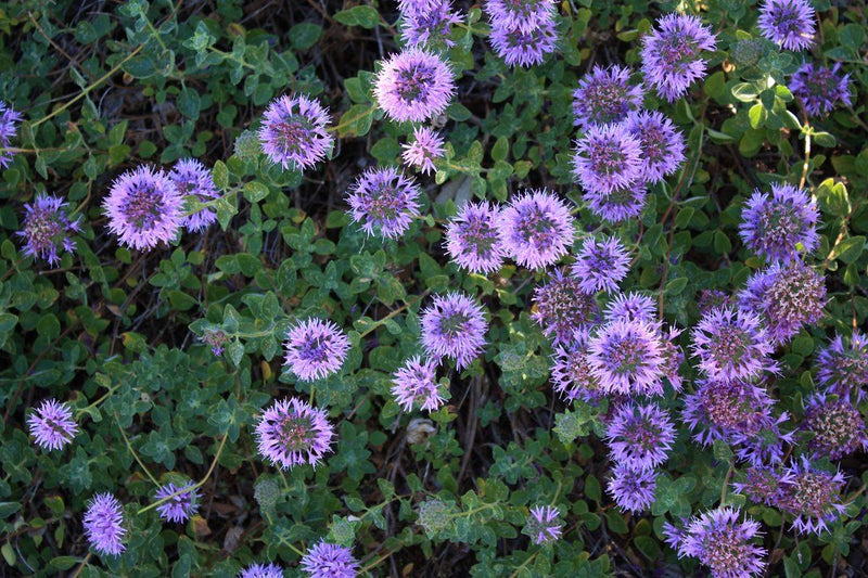 Monardella villosa 'Coyote Mint' plant from Rocky Knoll Farm