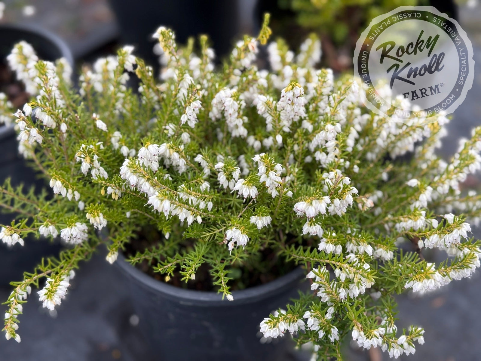 erica heath indoor plant Erica Mediterranean White Heath