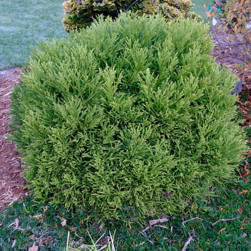 Cryptomeria japonica 'Little Diamond' plant from Rocky Knoll Farm