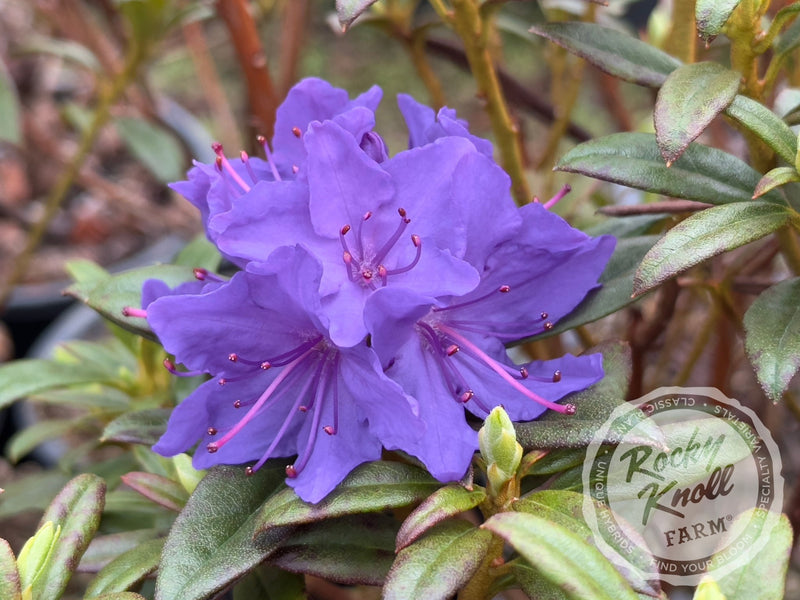 Blue Baron plant from Rocky Knoll Farm