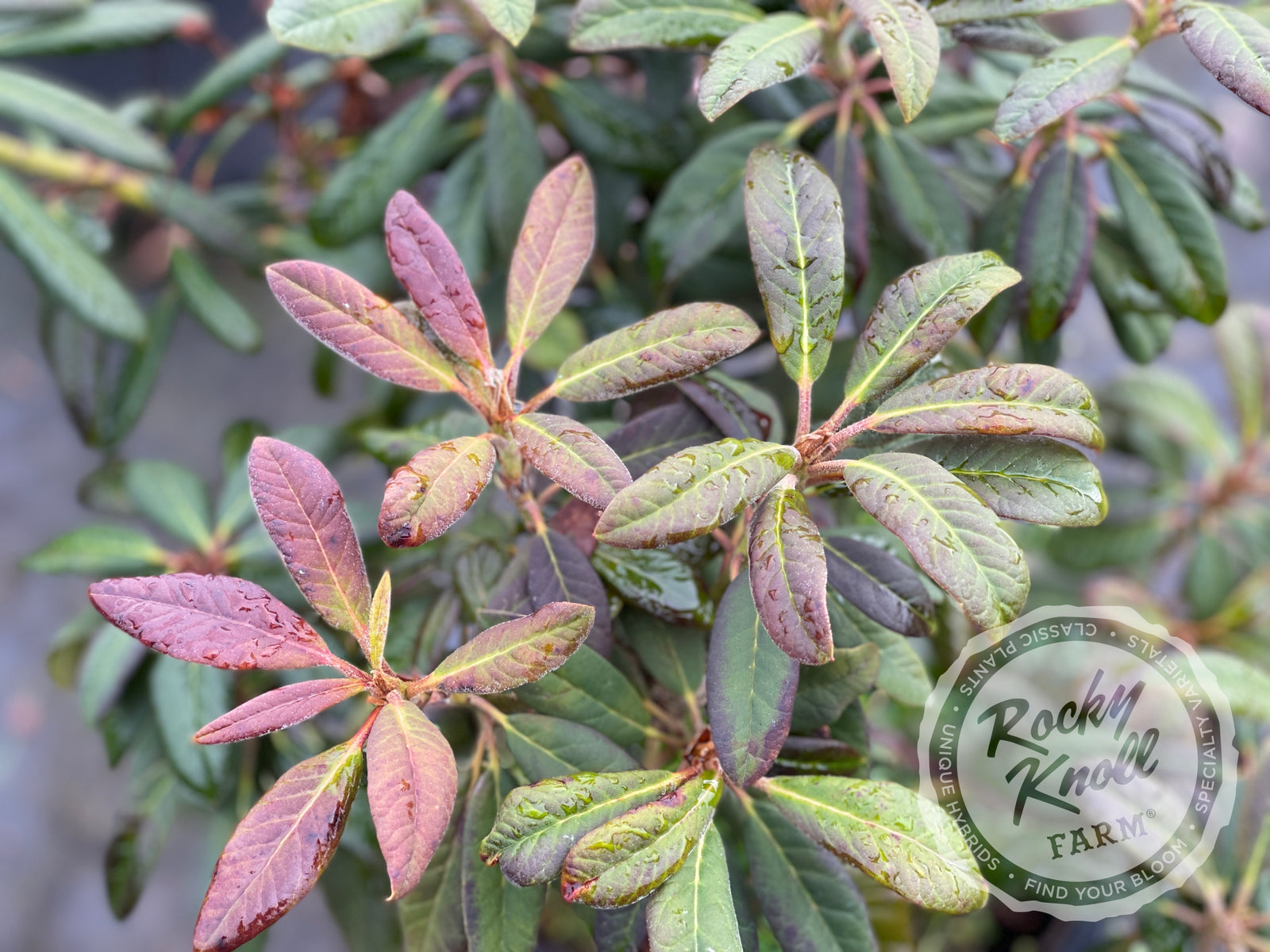 Elizabeth Red Foliage