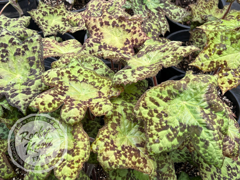 Podophyllum 'Spotty Dotty' plant from Rocky Knoll Farm