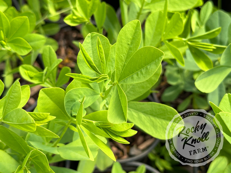 Blue False Indigo - Baptisia australis