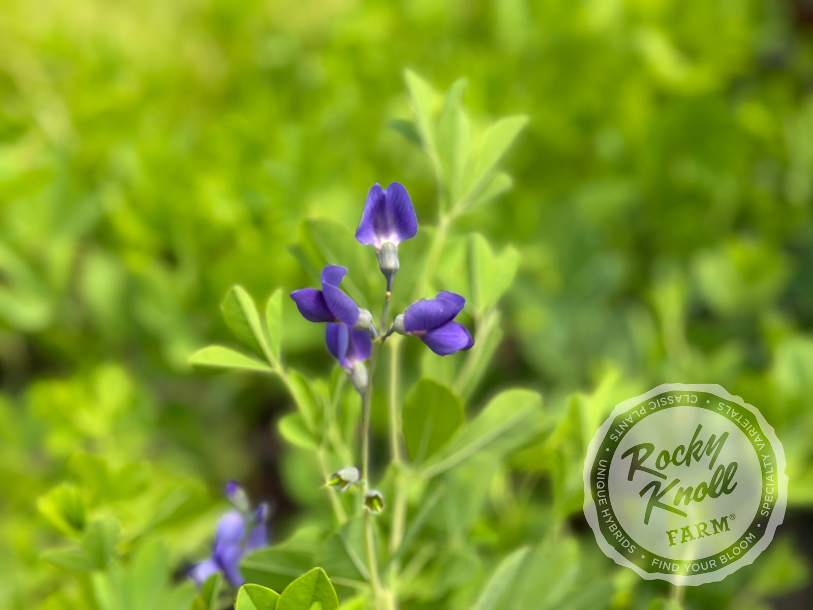 Blue False Indigo - Baptisia australis