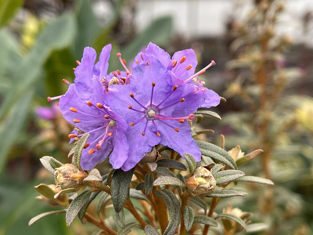 Image of R. hiooiohaeoides blooming