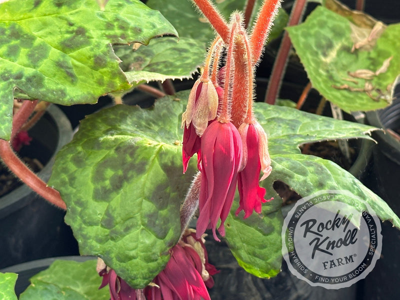Podophyllum 'Spotty Dotty' plant from Rocky Knoll Farm