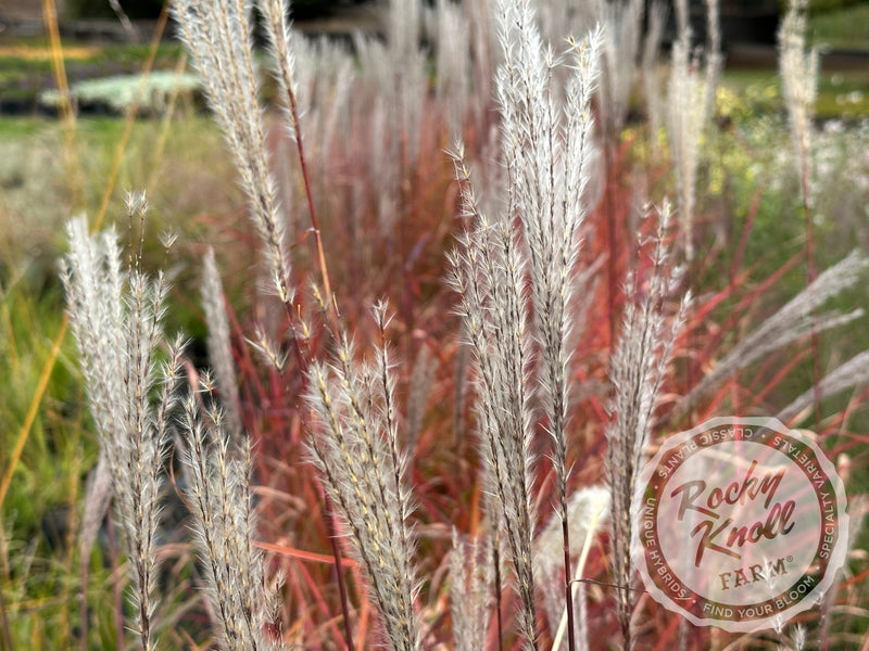 Miscanthus 'Purpurascens' Flame Grass