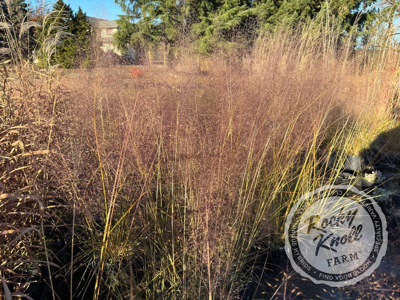 Pink Muhly Grass 'Fast Forward' - Muhlenbergia capillaris plant from Rocky Knoll Farm