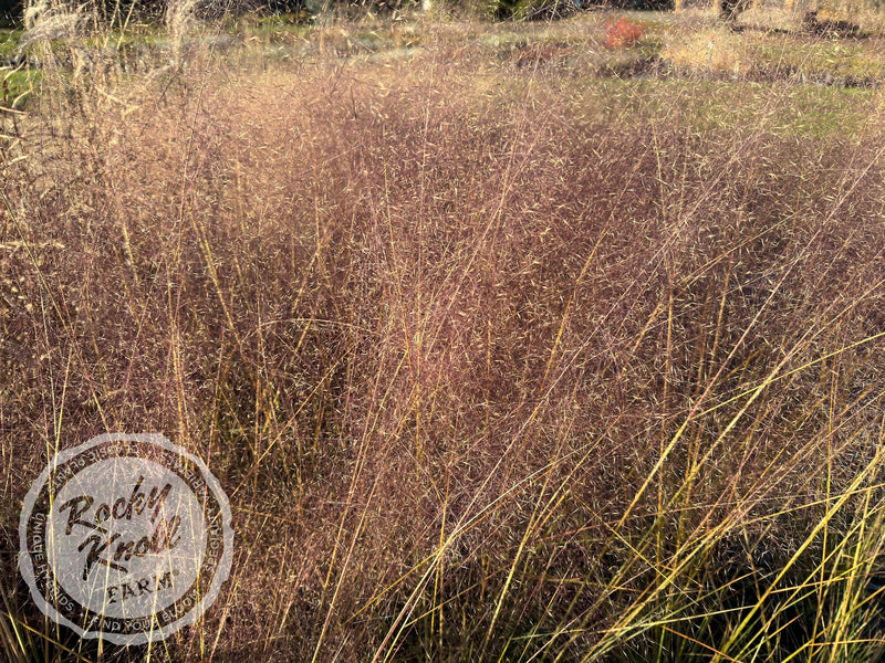 Pink Muhly Grass 'Fast Forward' - Muhlenbergia capillaris plant from Rocky Knoll Farm