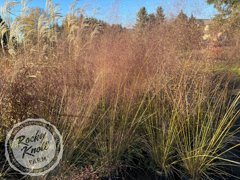Pink Muhly Grass 'Fast Forward' - Muhlenbergia capillaris plant from Rocky Knoll Farm