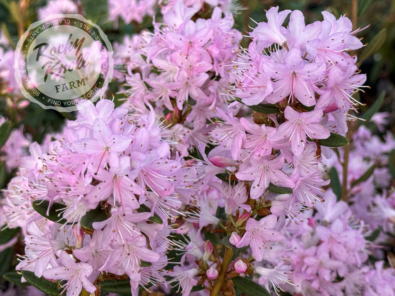 rhododendron racemosum R. racemosum