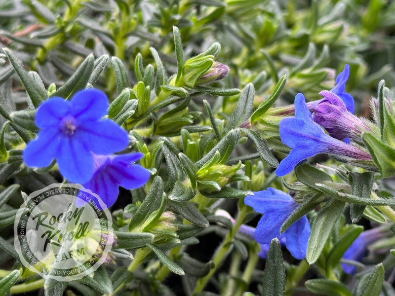 Lithodora diffusa - 'Grace Ward' (Gromwell) plant from Rocky Knoll Farm