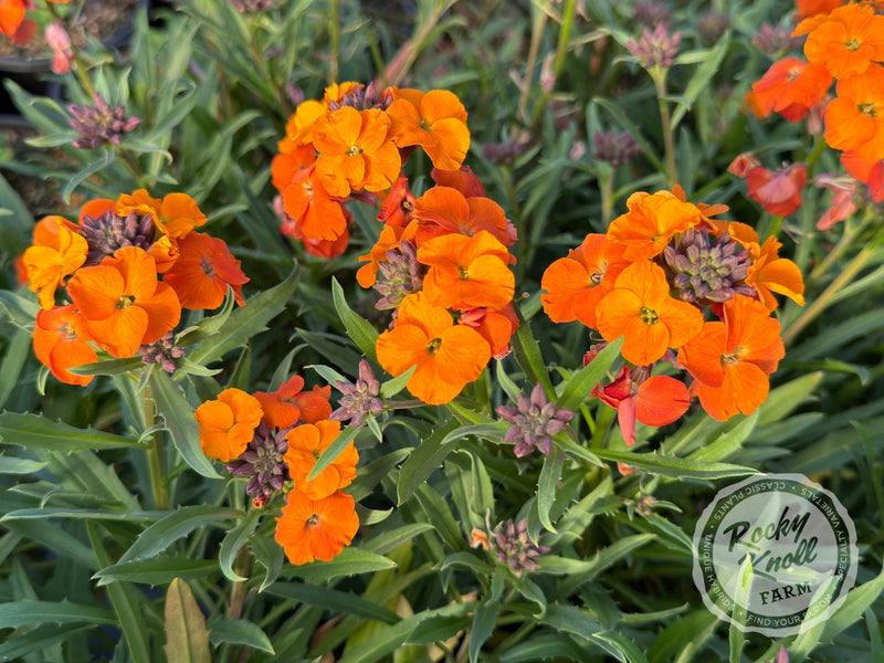 Erysimum 'Apricot Twist' (Wallflower) plant from Rocky Knoll Farm