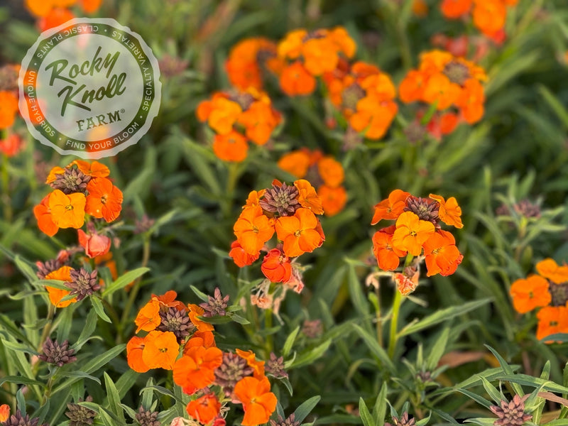 Erysimum 'Apricot Twist' (Wallflower) plant from Rocky Knoll Farm