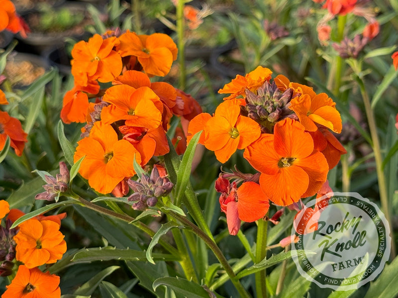 Erysimum 'Apricot Twist' (Wallflower) plant from Rocky Knoll Farm