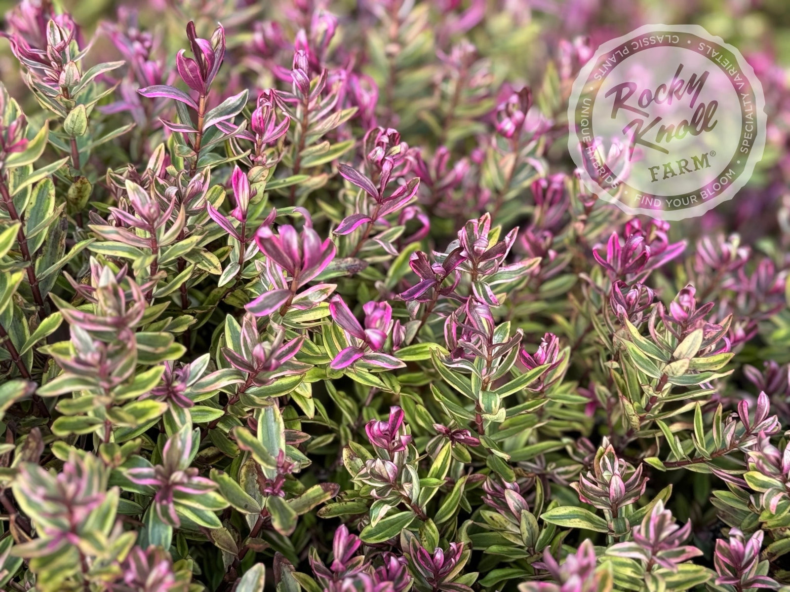 Hebe Purple Shamrock - Rocky Knoll Farm