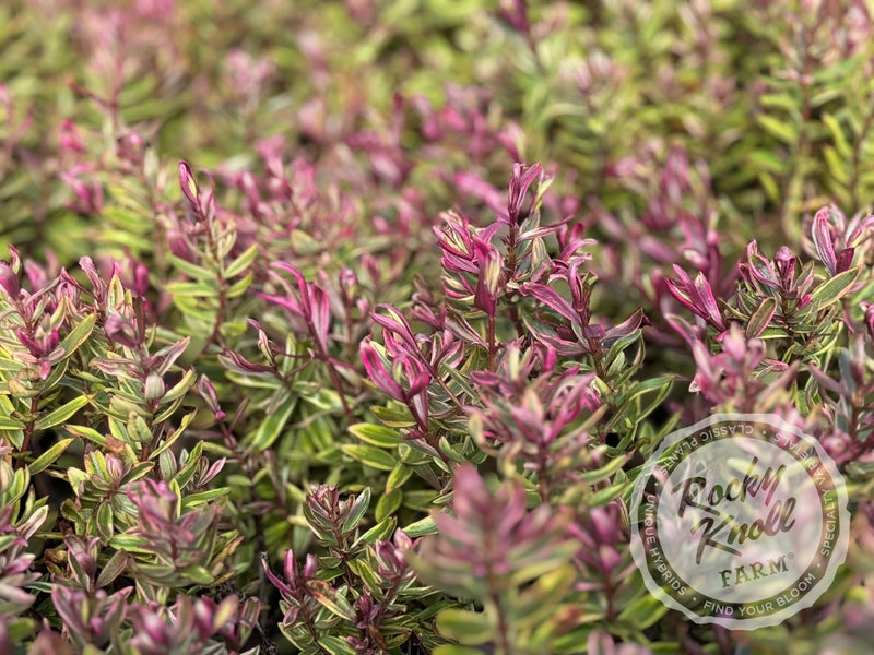 Hebe Purple Shamrock plant from Rocky Knoll Farm