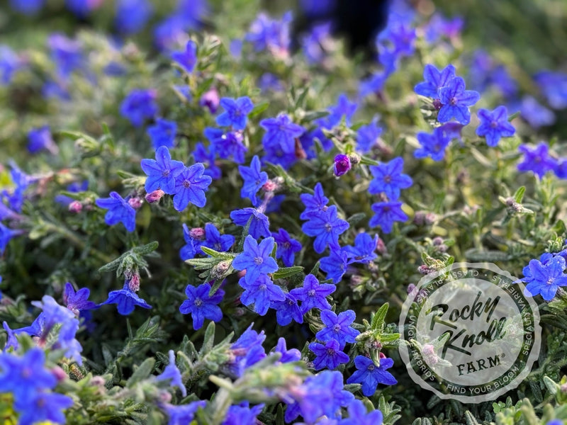 Lithodora diffusa - 'Grace Ward' (Gromwell) plant from Rocky Knoll Farm