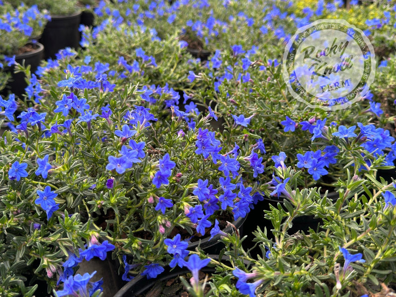 Lithodora diffusa - 'Grace Ward' (Gromwell) plant from Rocky Knoll Farm