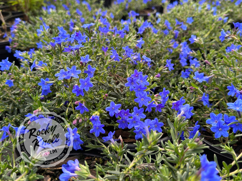 Lithodora diffusa - 'Grace Ward' (Gromwell) plant from Rocky Knoll Farm