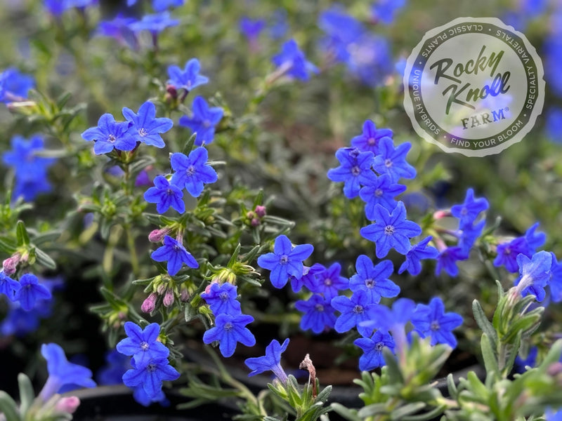 Lithodora diffusa - 'Grace Ward' (Gromwell) plant from Rocky Knoll Farm