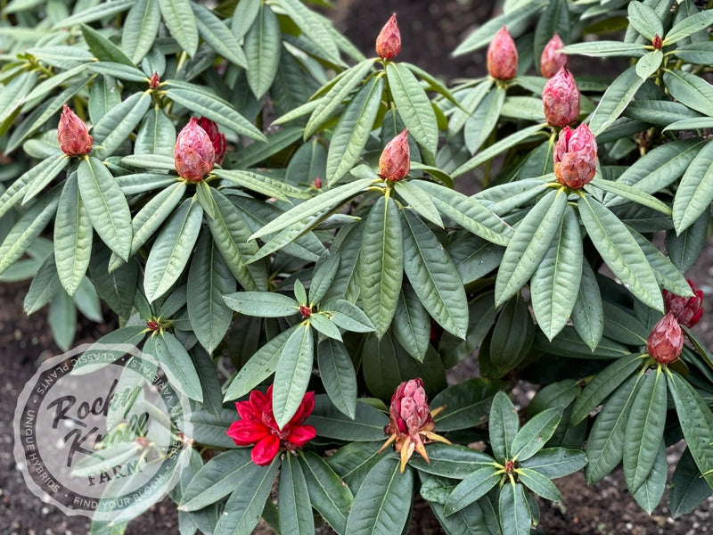 Taurus plant from Rocky Knoll Farm