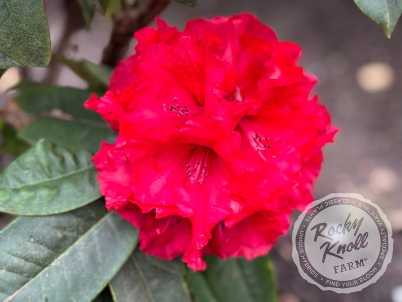 Taurus plant from Rocky Knoll Farm