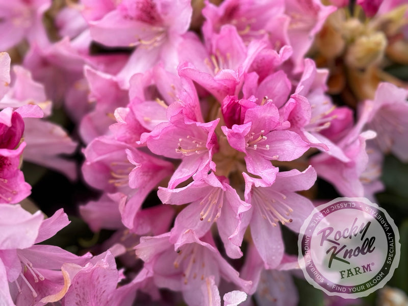 Cheer plant from Rocky Knoll Farm
