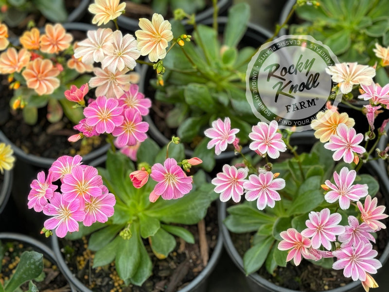 Lewisia cotyledon 'Rainbow Mix' plant from Rocky Knoll Farm