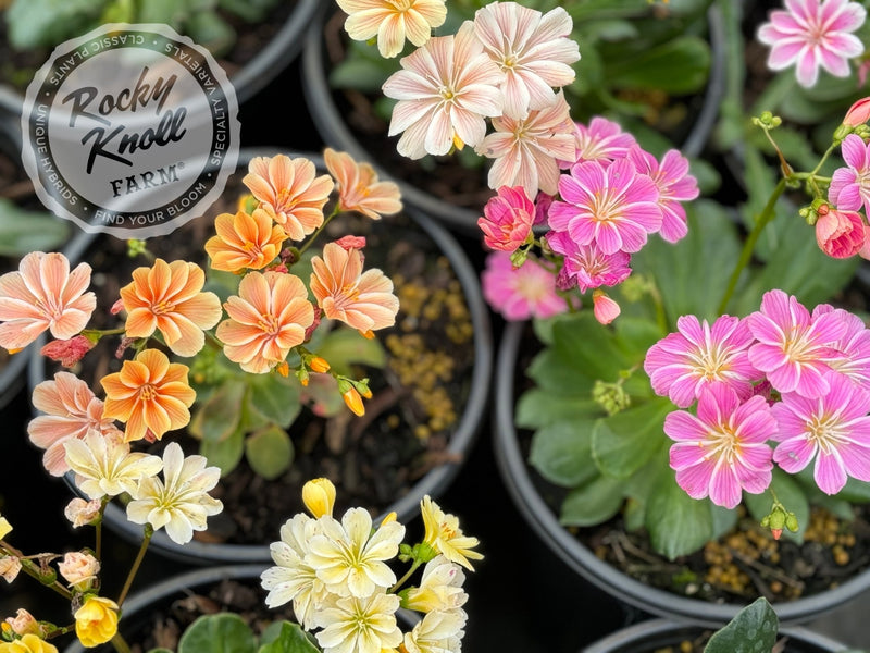 Lewisia cotyledon 'Rainbow Mix' plant from Rocky Knoll Farm