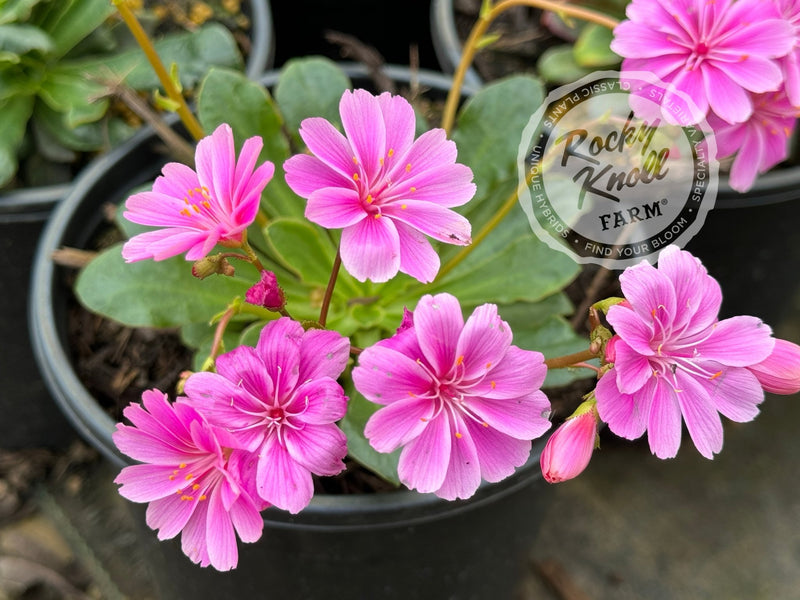 Lewisia cotyledon 'Rainbow Mix' plant from Rocky Knoll Farm