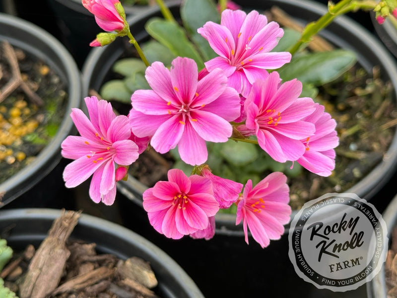 Lewisia cotyledon 'Rainbow Mix' plant from Rocky Knoll Farm