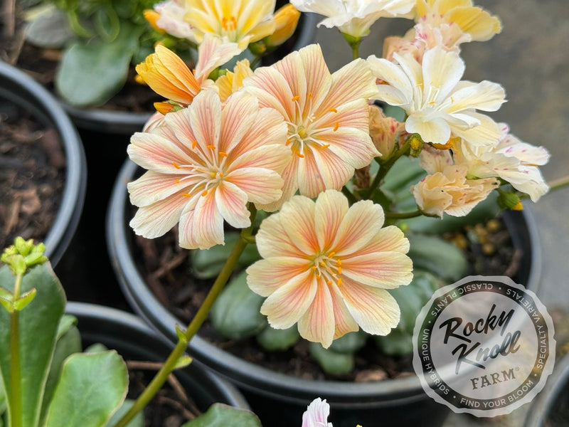 Lewisia cotyledon 'Rainbow Mix' plant from Rocky Knoll Farm
