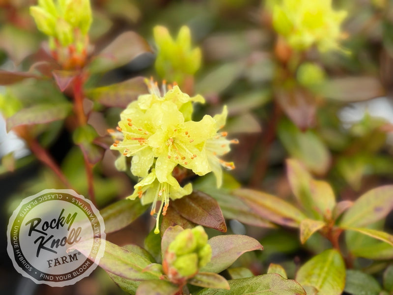 Princess Anne plant from Rocky Knoll Farm