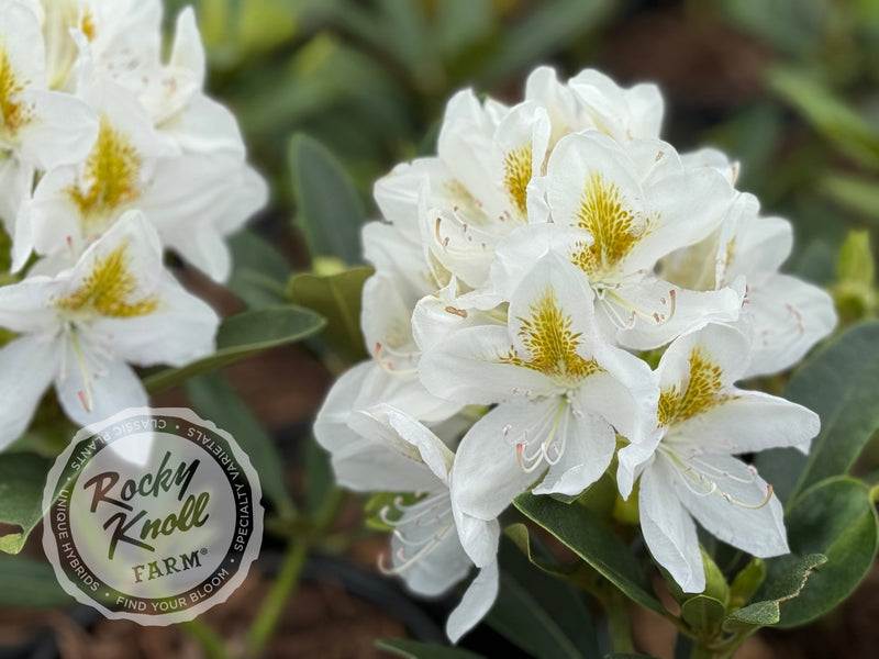 Chionoides plant from Rocky Knoll Farm