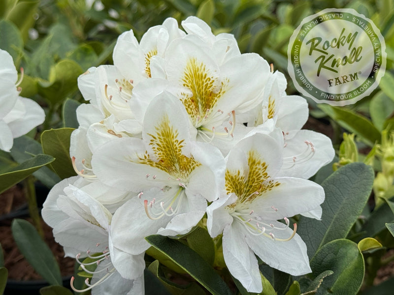 Chionoides plant from Rocky Knoll Farm