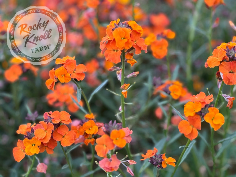 Erysimum 'Apricot Twist' (Wallflower) plant from Rocky Knoll Farm