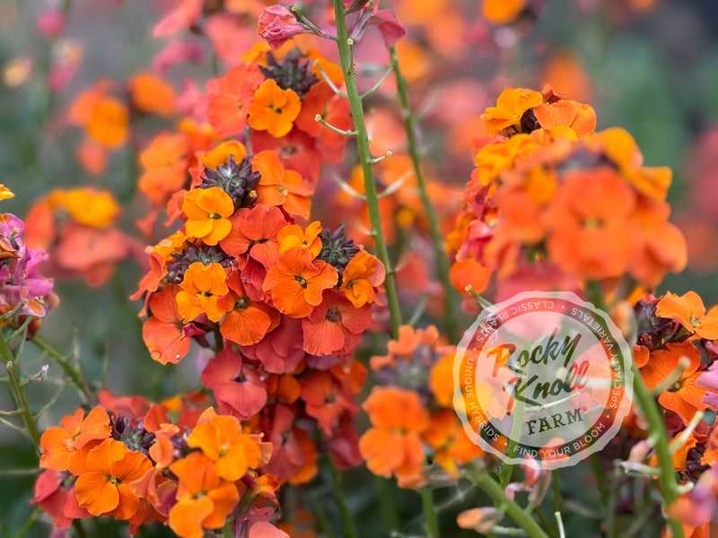 Erysimum 'Apricot Twist' (Wallflower) plant from Rocky Knoll Farm