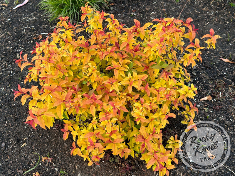 Spiraea Goldflame plant from Rocky Knoll Farm