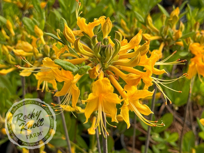 R. austrinum (Florida Flame Azalea) plant from Rocky Knoll Farm