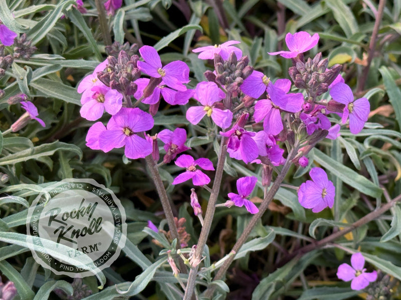 Erysimum 'Bowles Mauve' (Wallflower) plant from Rocky Knoll Farm