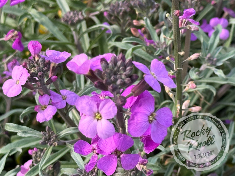 Erysimum 'Bowles Mauve' (Wallflower) plant from Rocky Knoll Farm