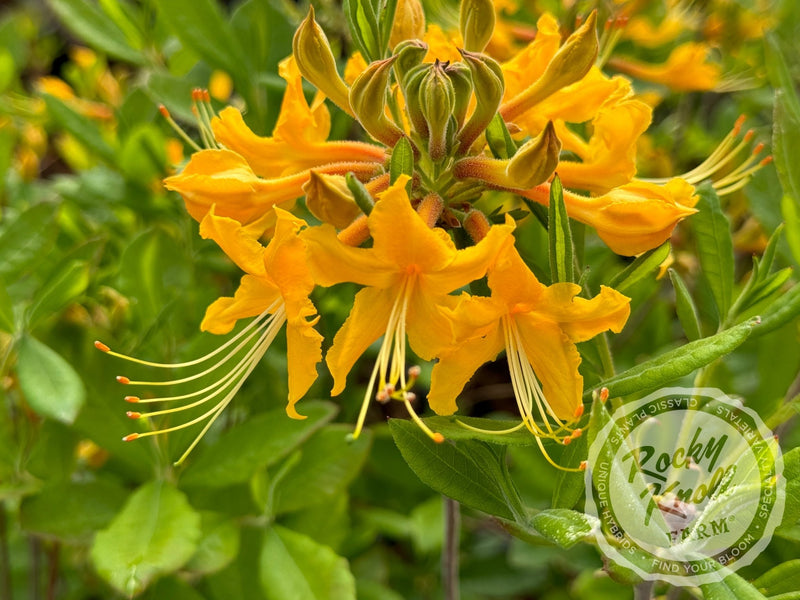 R. austrinum (Florida Flame Azalea) plant from Rocky Knoll Farm