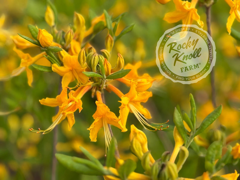 R. austrinum (Florida Flame Azalea) plant from Rocky Knoll Farm
