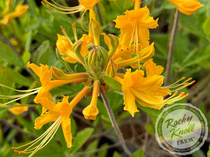 R. austrinum (Florida Flame Azalea) plant from Rocky Knoll Farm