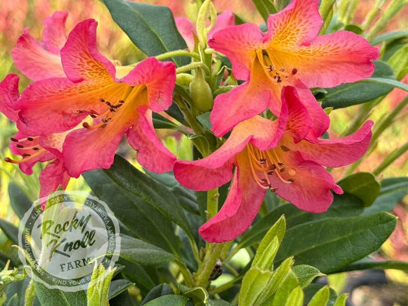 Golden Gate plant from Rocky Knoll Farm