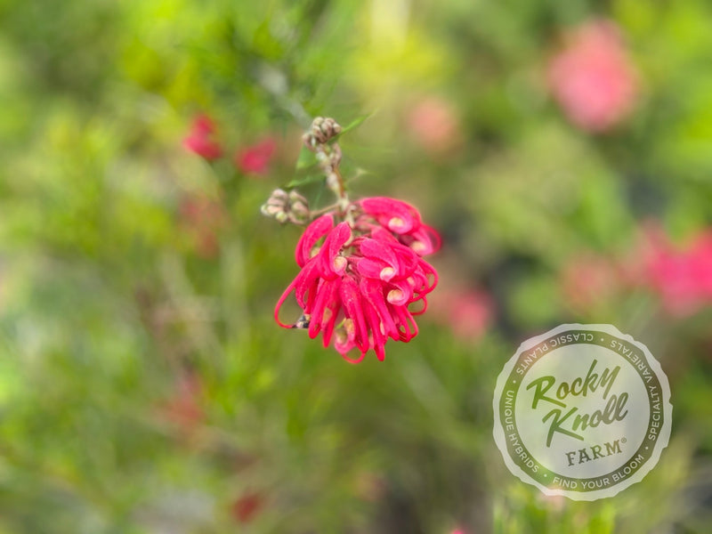 Grevillea juniperina Prickly Spider Flower plant from Rocky Knoll Farm