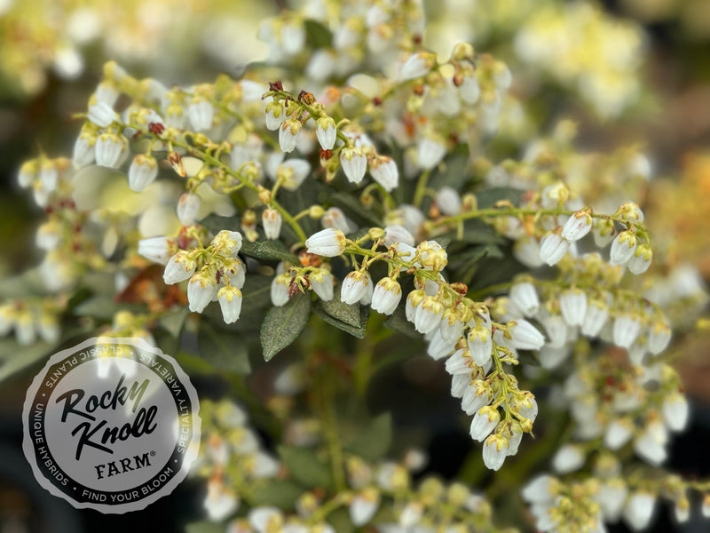 Pieris japonica 'Cavatine' plant from Rocky Knoll Farm
