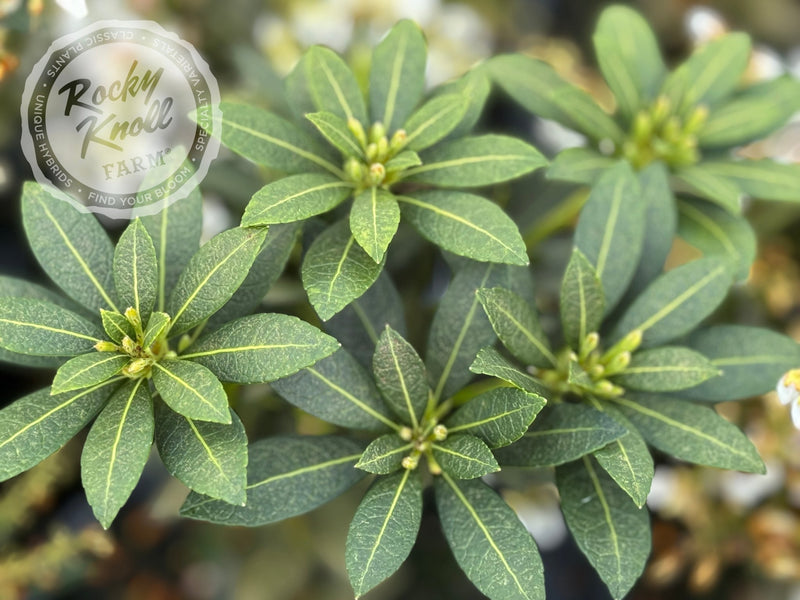 Pieris japonica 'Cavatine' plant from Rocky Knoll Farm
